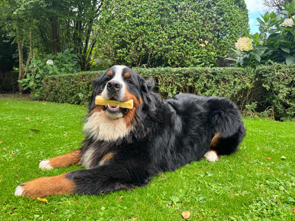 Waarom is kauwen zo belangrijk?