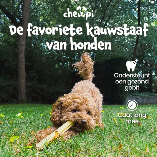 Chewpi Kauwstaven
